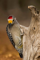 0364 Golden Fronted Woodpecker