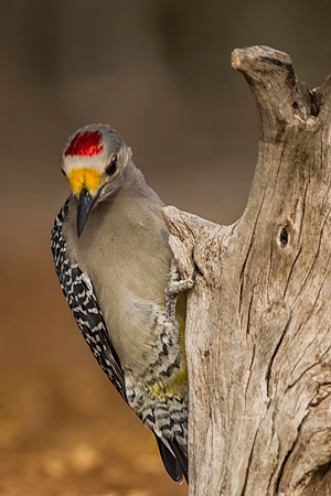 0364 Golden Fronted Woodpecker