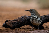 0481 Curved Billed Thrasher