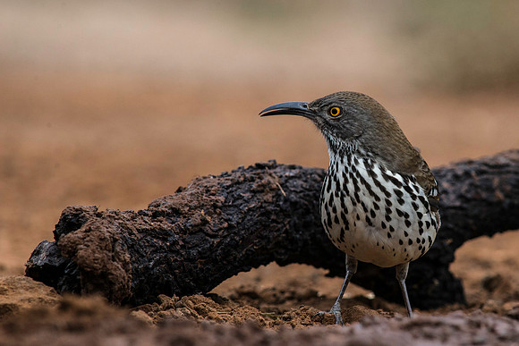 0481 Curved Billed Thrasher