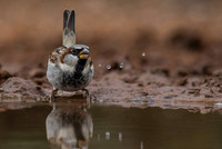 0317 House Sparrow