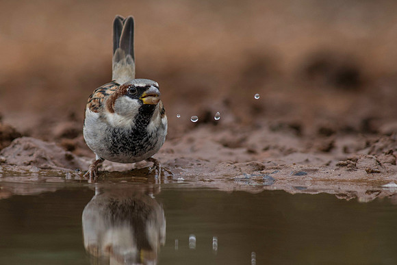 0317 House Sparrow