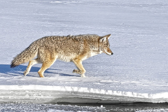 0339 Coyote in Hayden Valley