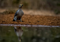0832 Gold Fronted Woodpecker by Pool