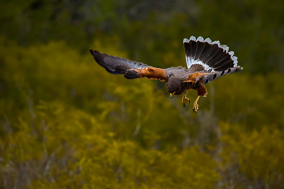 0106  Harris's Hawk Attacking