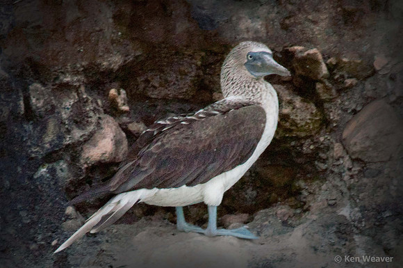 0099 Blue Footed Booby