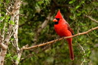 0812 Cardinal on Thorny Brush