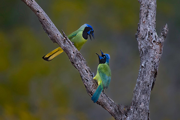 0083 Pair of Green Jays