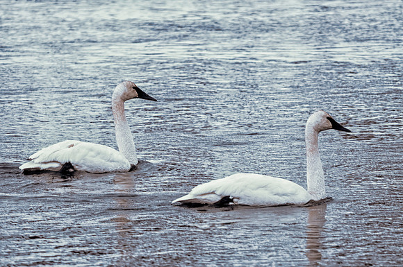 015 Trumpeter Swan Pair in Madison River