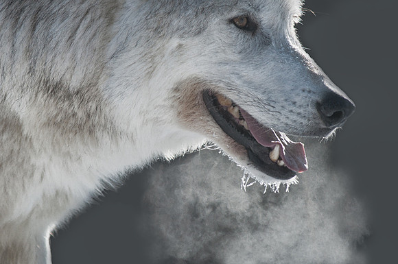 0688 Wolf