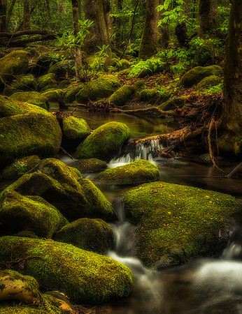 Mossy Rocks