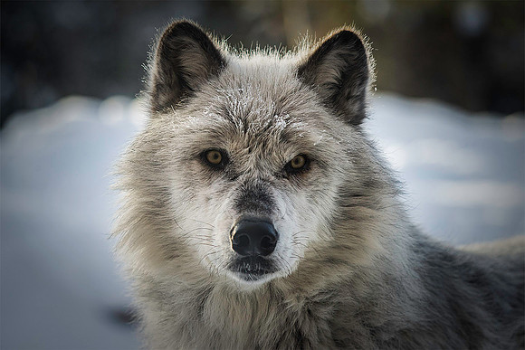 Look Me in the Eye