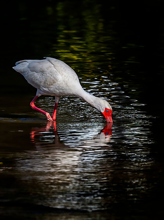 White Ibis Dark Cove