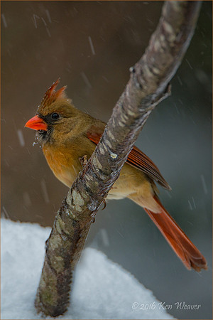 Female Cardinal Looking Left