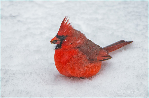 Male Cardinal in Snow