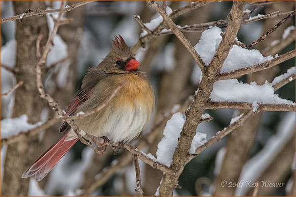Female Cardinal Snowy Branches