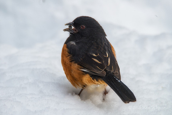 Eastern Towhee in Snow