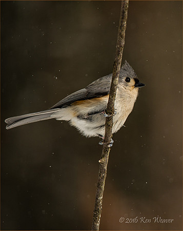 Tufted Titmouse in Snow