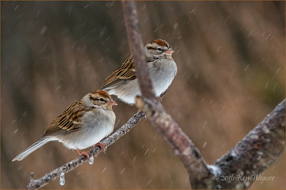 Pair of Sparrows
