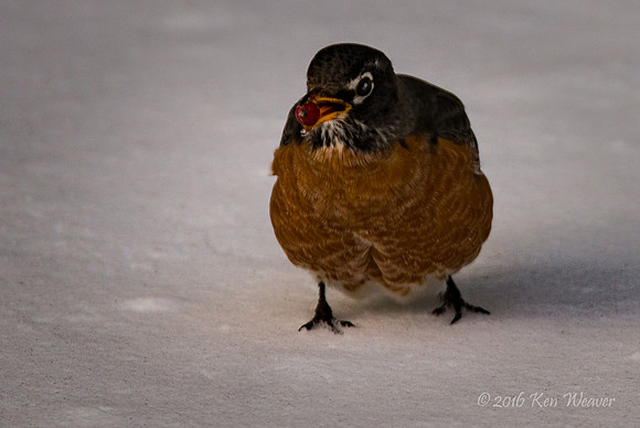 Robin with Berry in Mouth
