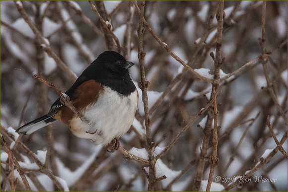 Eastern Towhee on Icy Branches