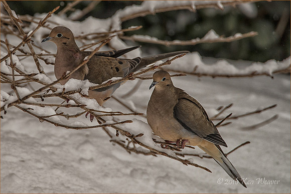 Pair of Doves