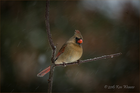 Female Cardinal