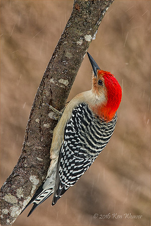 Red Bellied Woodpecker