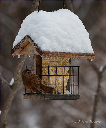 Carolina Wren on Feeder