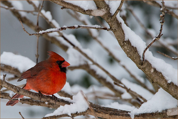 Male Cardinal Snowy Branches