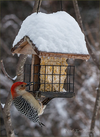 Red Bellied Woodpecker on Feeder