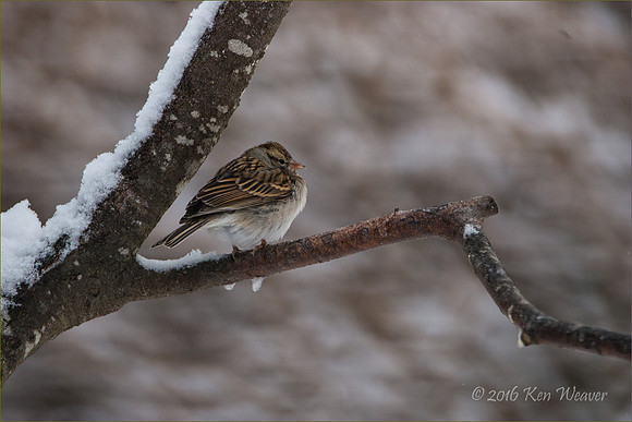Sparrow on Icy Branch