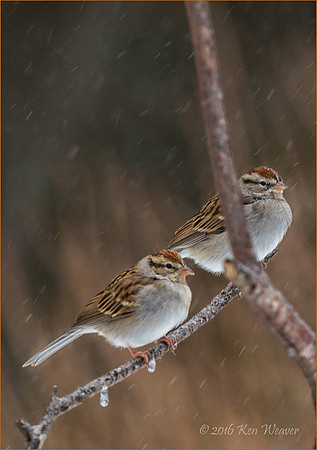 Pair of Sparrows Snow Portrait