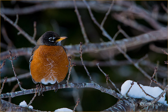 Robin in Tree