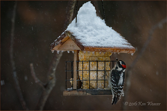Downy Woodpecker on Feeder Snow