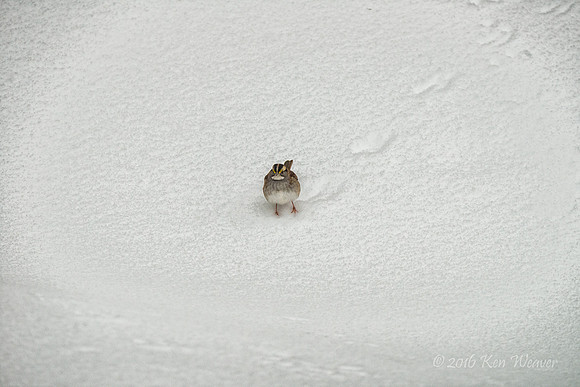 Solitary White Throated Sparrow