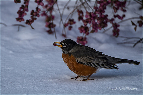 Robin with Berry