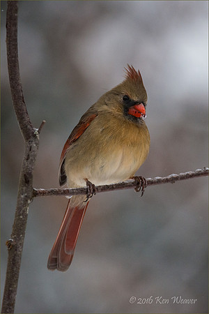 Female Cardinal on Icy Branch