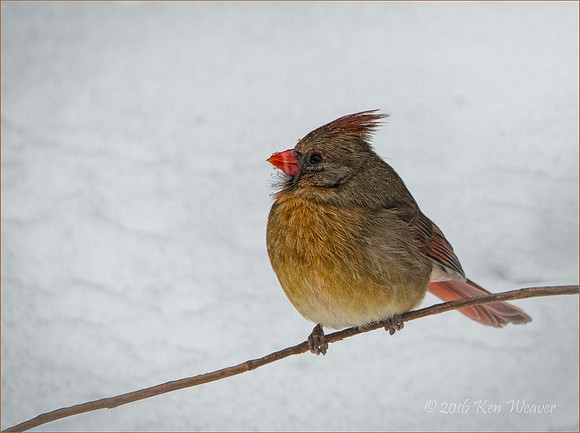 KLW_6687 Female Cardinal Snow