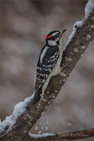 Downy Woodpecker
