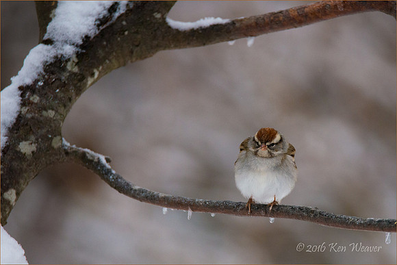 Chipping Sparrow