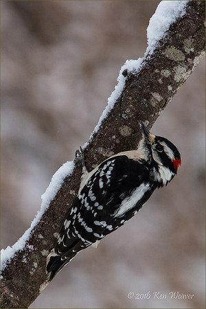 Downy Woodpecker on Snowy Branch