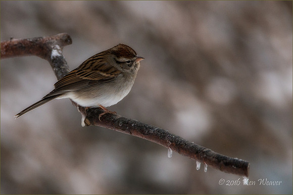 Chipping Sparrow on Icy Branch