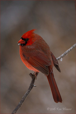 Male Cardinal on Branch