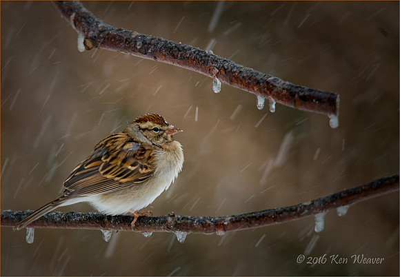 White Breasted Sparrow Snow