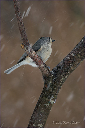 Tufted Titmouse Snow