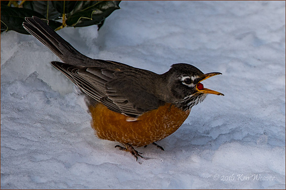 Robin Swallowing Berry