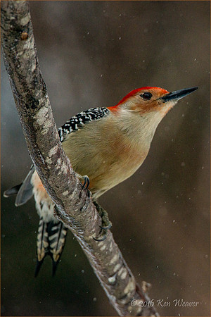 Red Bellied Woodpecker