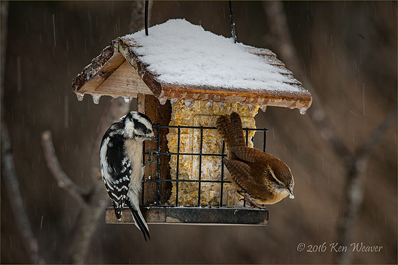Carolina Wren and Downy Woodpecker