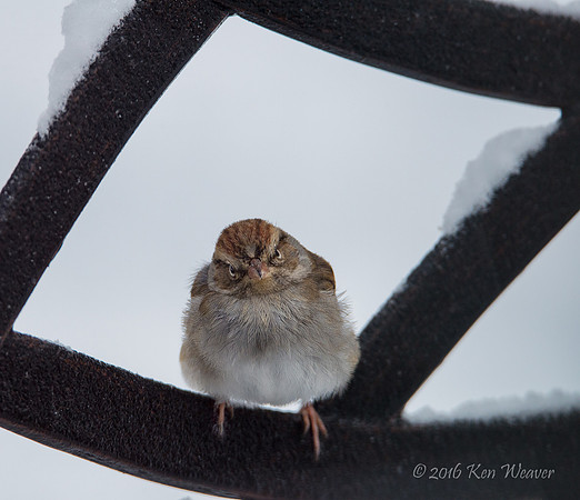 Unhappy Sparrow